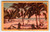 Shady Palm Trees On A Florida Beach Postcard Linen Unused Dexter Ocean People