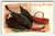 Thanksgiving Postcard Turkey Hang Tag On Leg Wicker Basket Germany 1908 Embossed