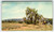 The Joshua Tree Mojave California Chrome Postcard Union Oil 76 Gas 1939 Gasoline