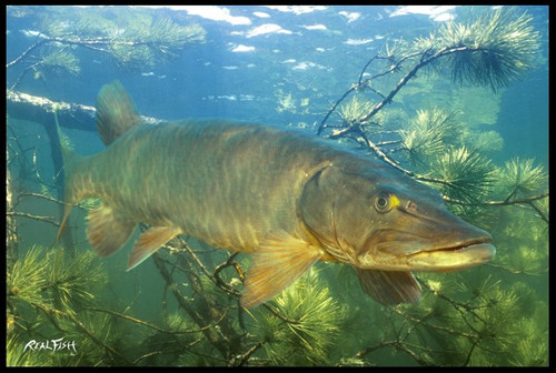 Muskellunge