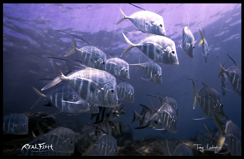 Realfish H20 Series " Midnight Hour " Floor Mat 24x36 Realfish H20 Series " Midnight Hour " Floor Mat 24x36
