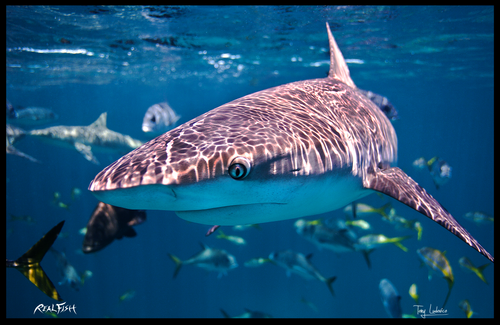 Shark Mat