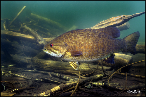 Realfish Inland Series: "Smallmouth Bass "Floor Mat 24x36
