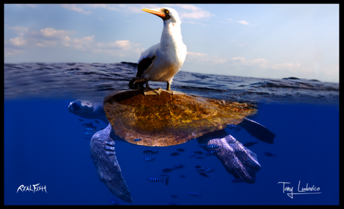 Seagull, Sea Turtle