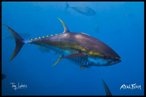 Yellowfin Tuna