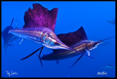 Sailfish