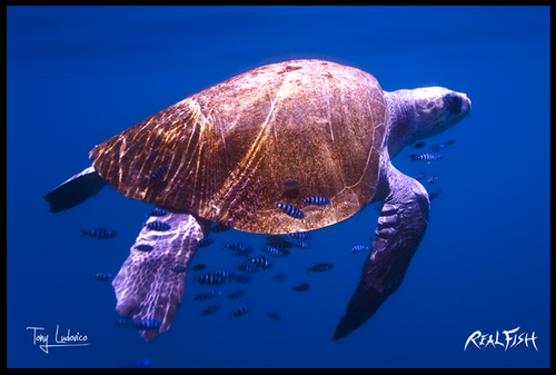 Sea Turtle