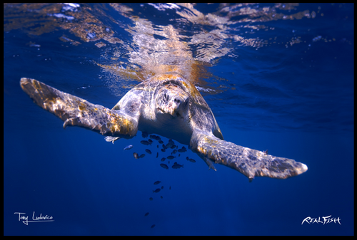 Sea turtle