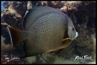 Angelfish