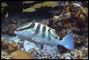 Nassau Grouper