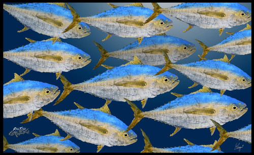 Yellow Fin