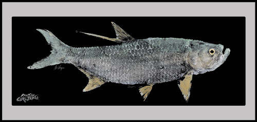 Tarpon 40x18