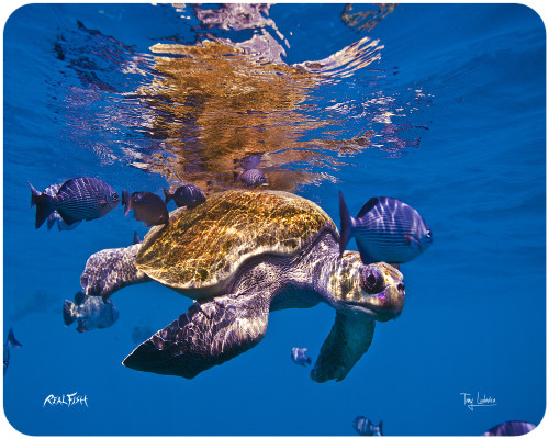 Sea Turtle cutting board