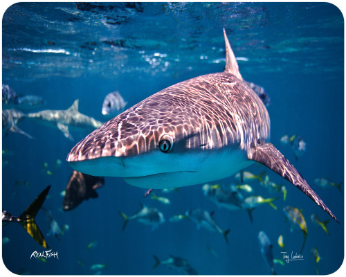 Realfish H20 Series: "In your Face" Cutting Board 12x15