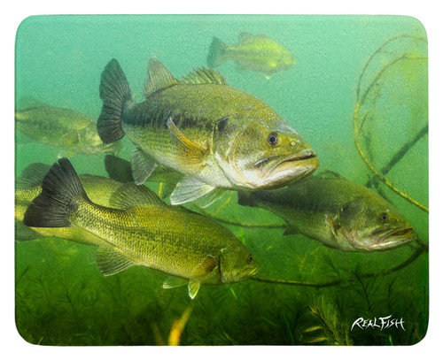 Large mouth Bass cutting board