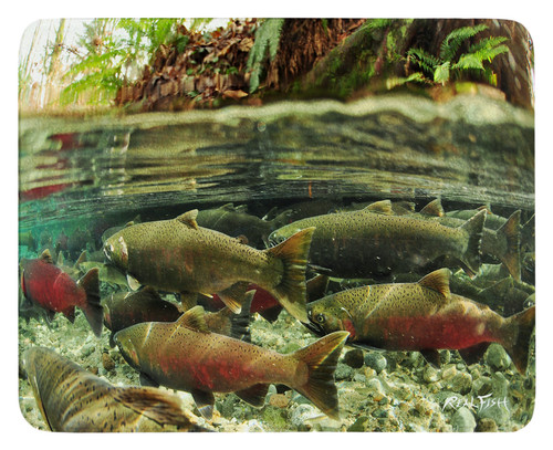 Salmon cutting board