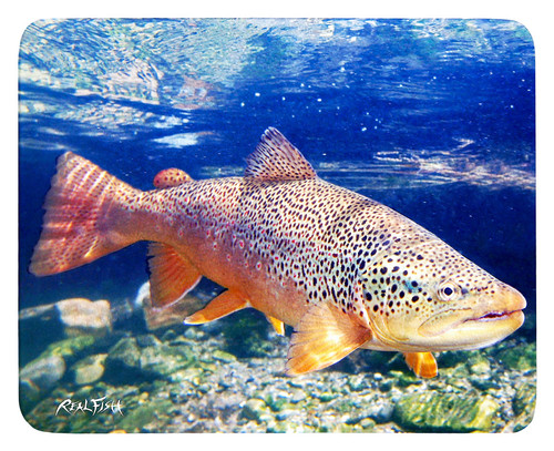 Trout cutting board