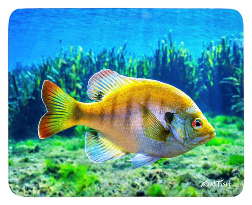 Bluegill