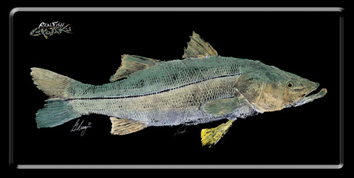 Snook license plate