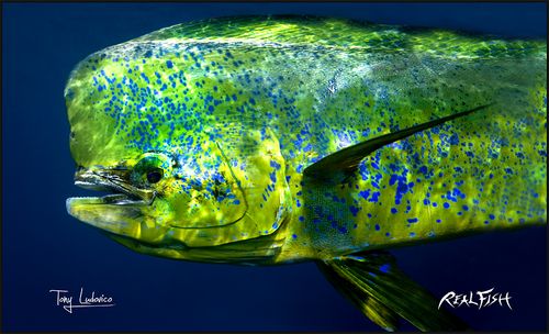 Mahi Mahi