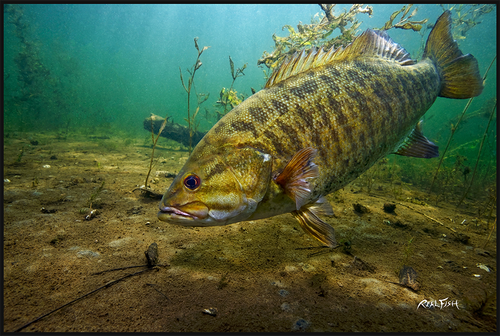 Smallmouth Bass