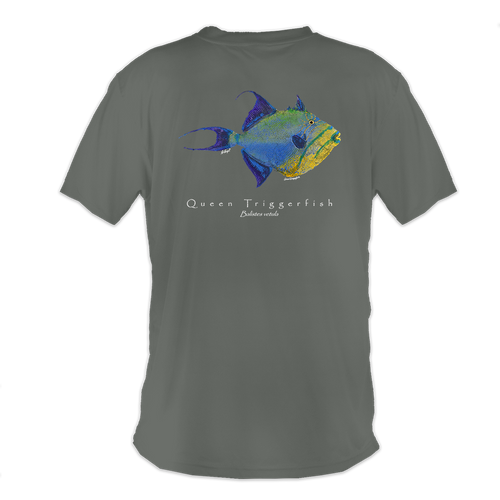 Queen Triggerfish, Gray, back