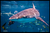 Shark Mat