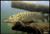 Realfish Inland Series: "Northern Pike" Floor Mat 24x36