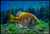 Bluegill