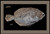 Flounder