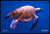 Realfish H20 Series : Sea Turtle " Padre " Floor Mat 24x36
