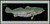 Spotted Sea trout