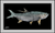 Tarpon 60x36