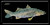 Realfish Gyotaku Snook License Plate