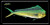 Mahi License plate