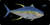 Yellowfin Tuna