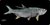 Realfish Gyotaku Series : "Tarpon" Large Mouse Pad 36x18