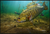 Realfish Inland Series: "Smallmouth Bass 4" Floor Mat 36x24