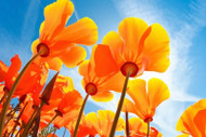 My California Poppy Conversation