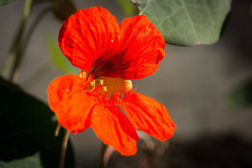 Orange nasturtium flower