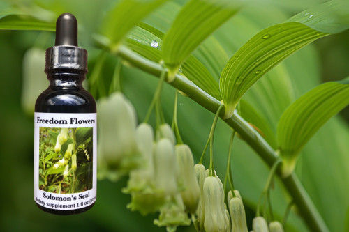Solomon's Seal plant with flower essence