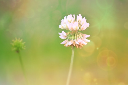 Image of a Clover flower in a field