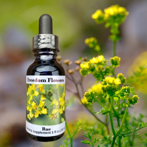 Rue flower essence bottle with Rue plant blooming in background.