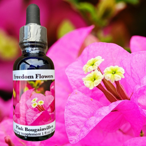 Pink Bougainvillea flower essence bottle pictured in front of pink bougainvillea macro shot.