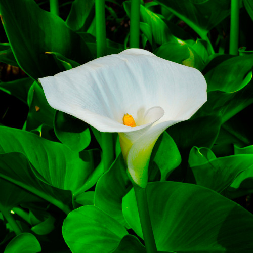 Single white arum or calla lily against a background of its own deep green leaves.
