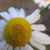 Cropped Chamomile Flower