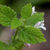 Cropped Lemon Balm Flower