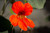 Orange nasturtium flower