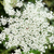 Queen Anne's Lace flower