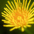 Sow Thistle Flower
